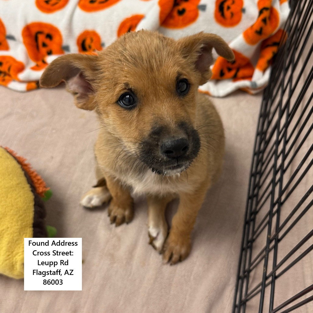 Lemon - Littlest Guy! Loves People!