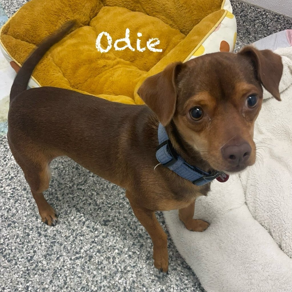 Odie