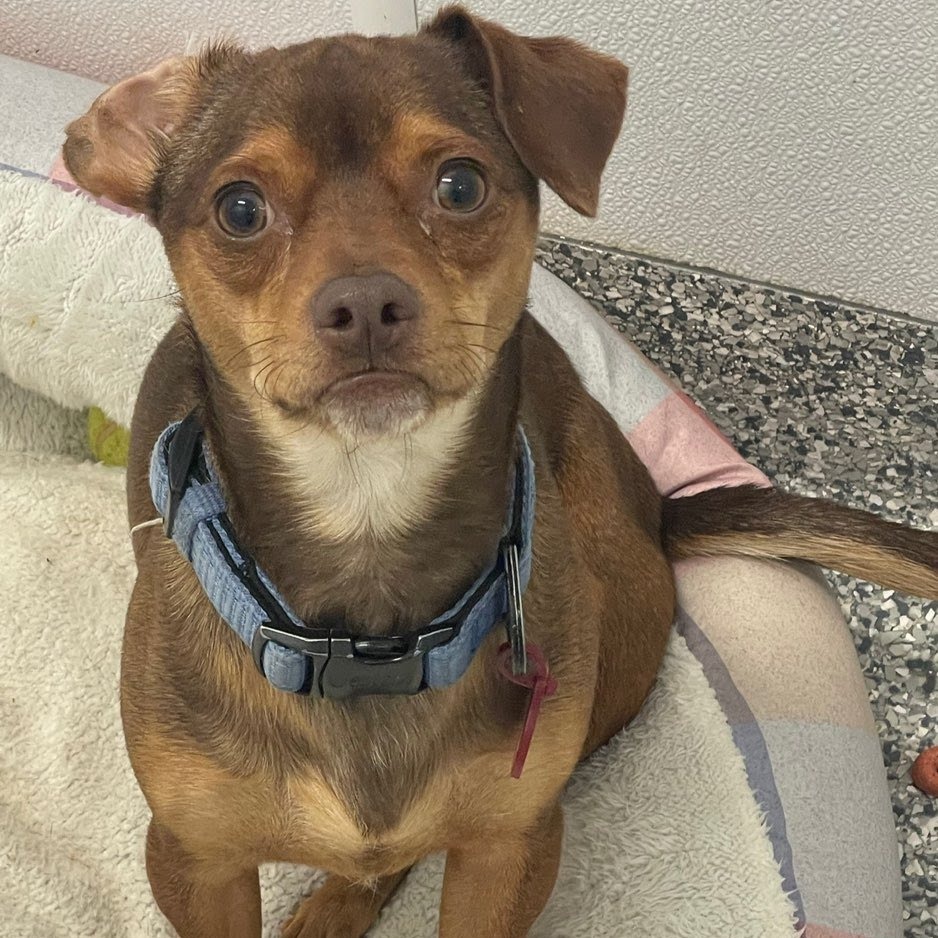 Odie