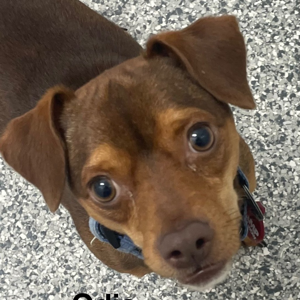 Odie