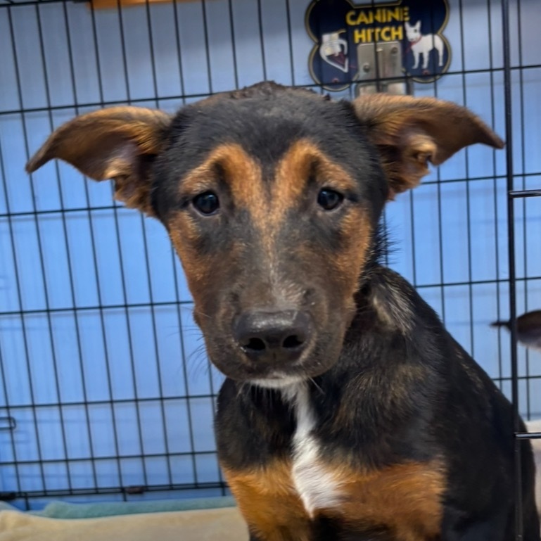 Adopt Ella