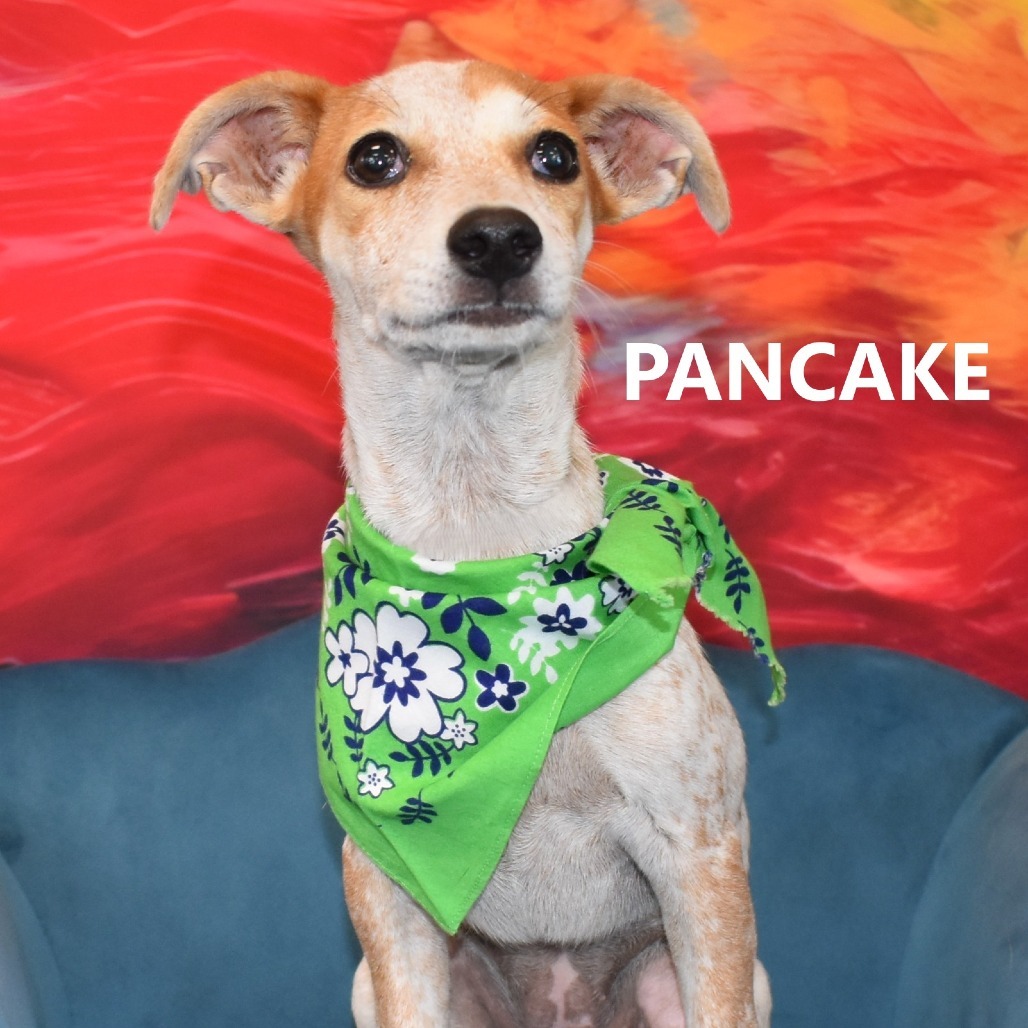 Pancake