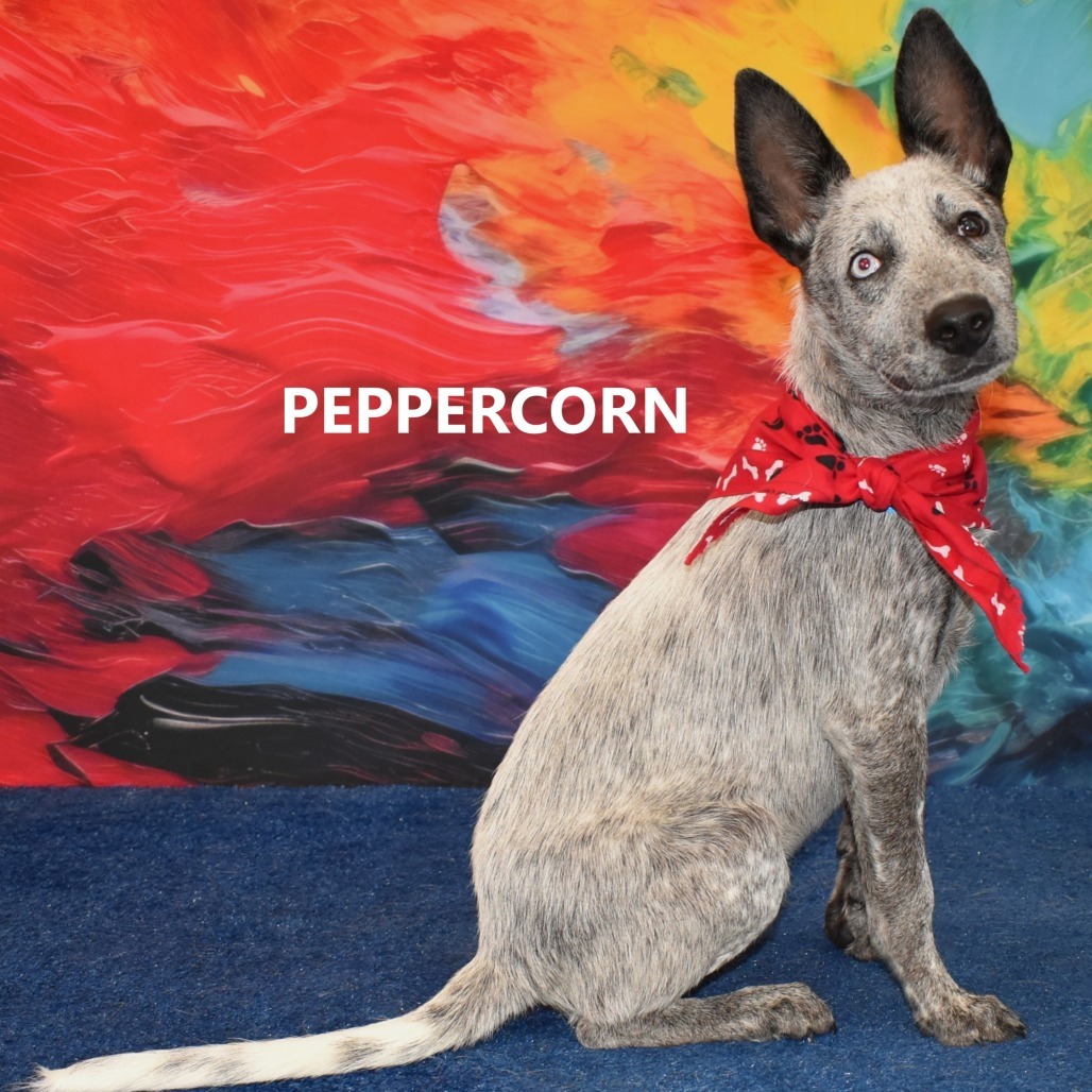 peppercorn