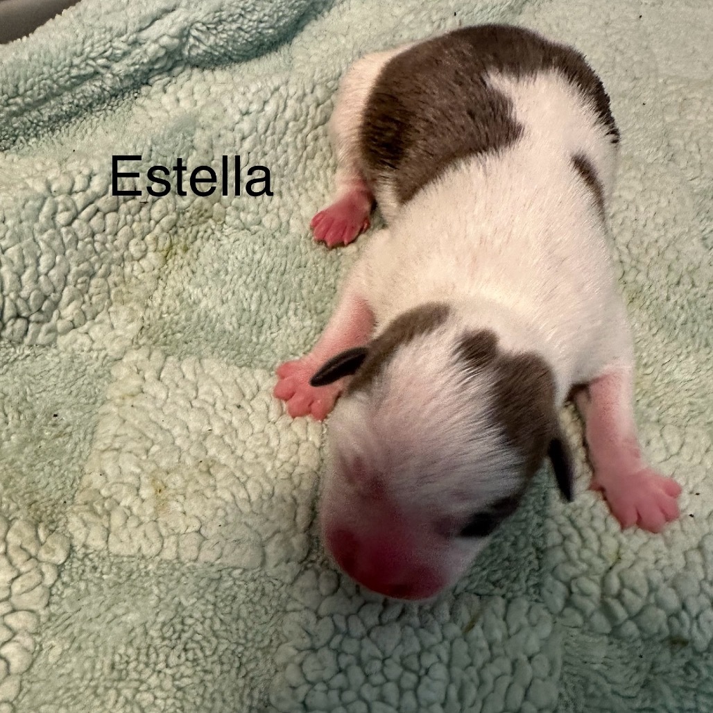 Estella 4734