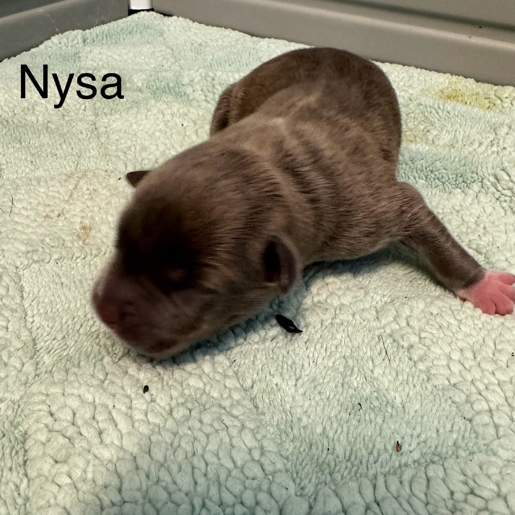 Nysa 4325