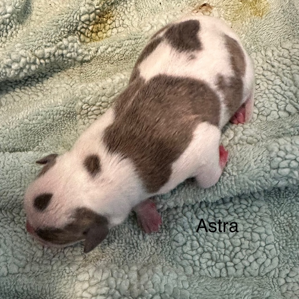 Astra 6445