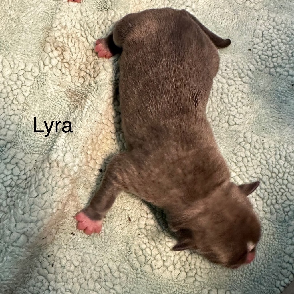 Lyra 5490