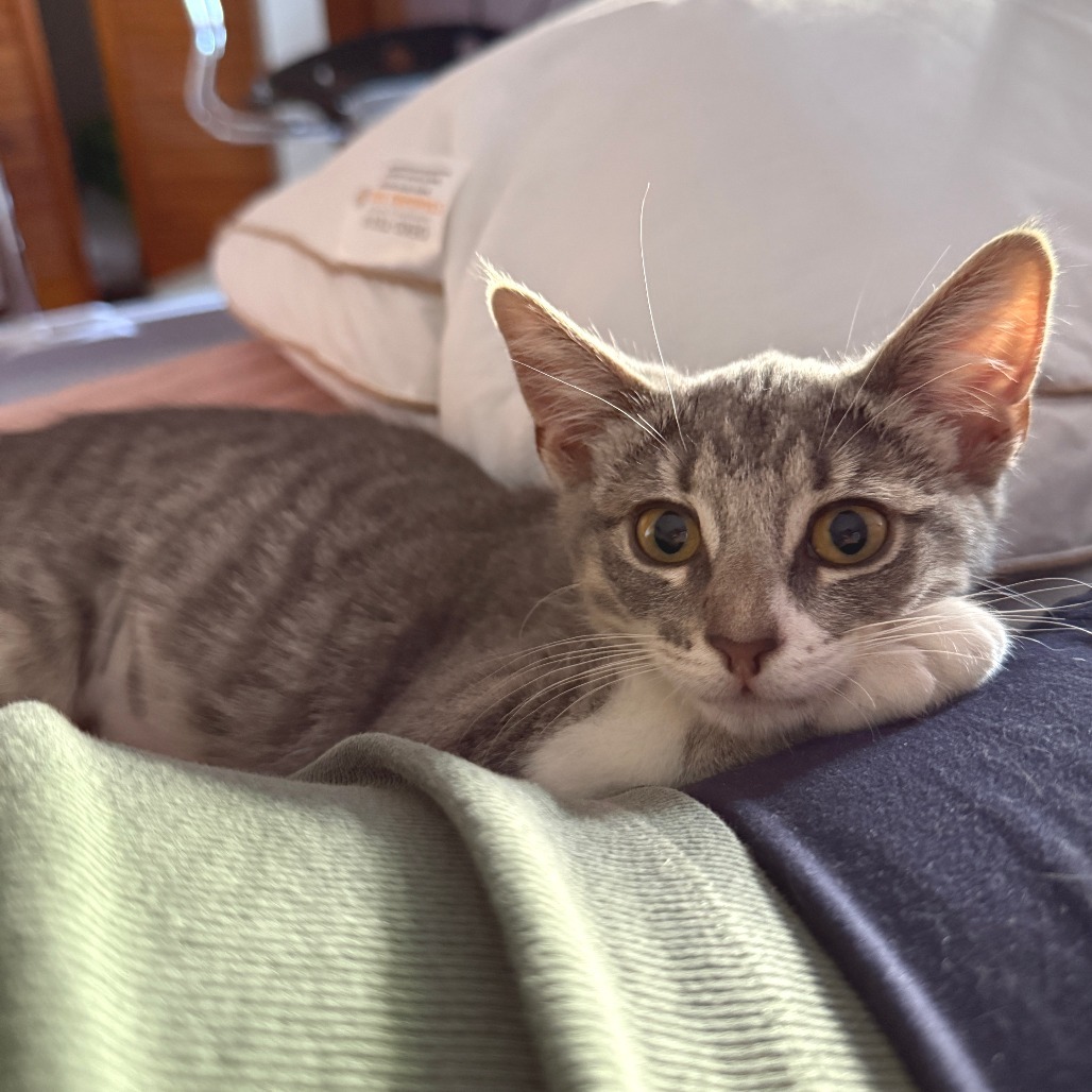 Tofu