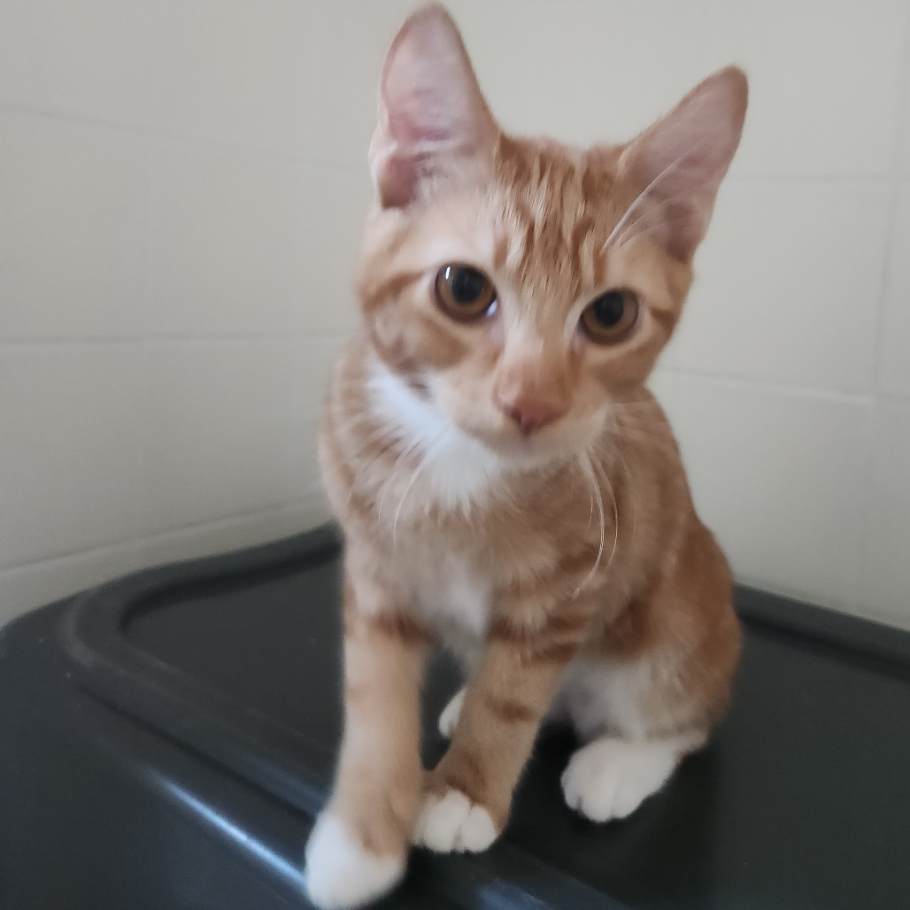 Flap Jack