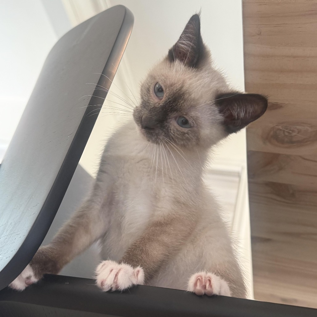 Miso