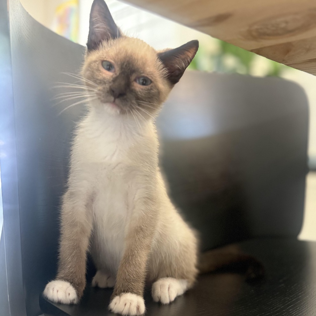 Miso