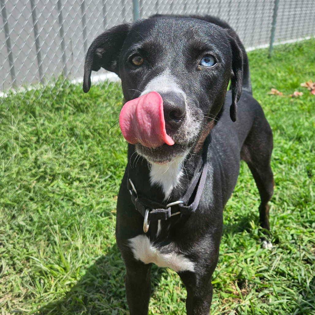 Cane