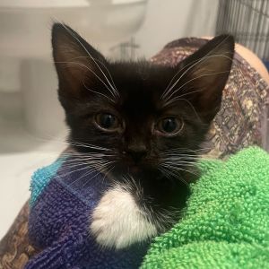 Fiber One, Baby Female unknown
