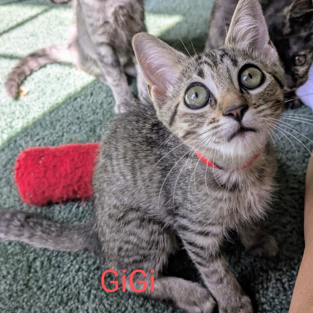 Gigi