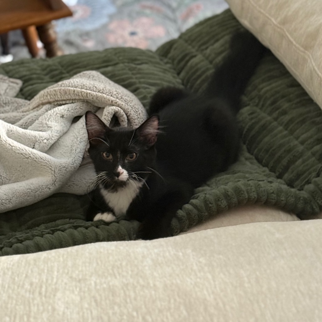 Bijou