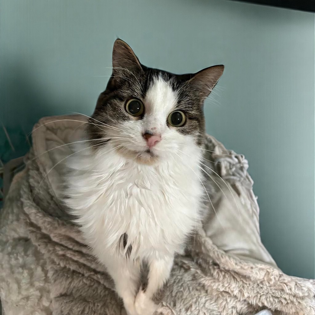 Hildi (Kirby Kat)