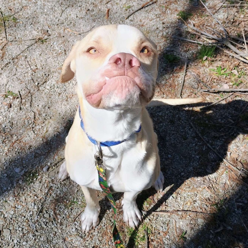 Georgie 250037, an adoptable Mixed Breed in Escanaba, MI, 49829 | Photo Image 6