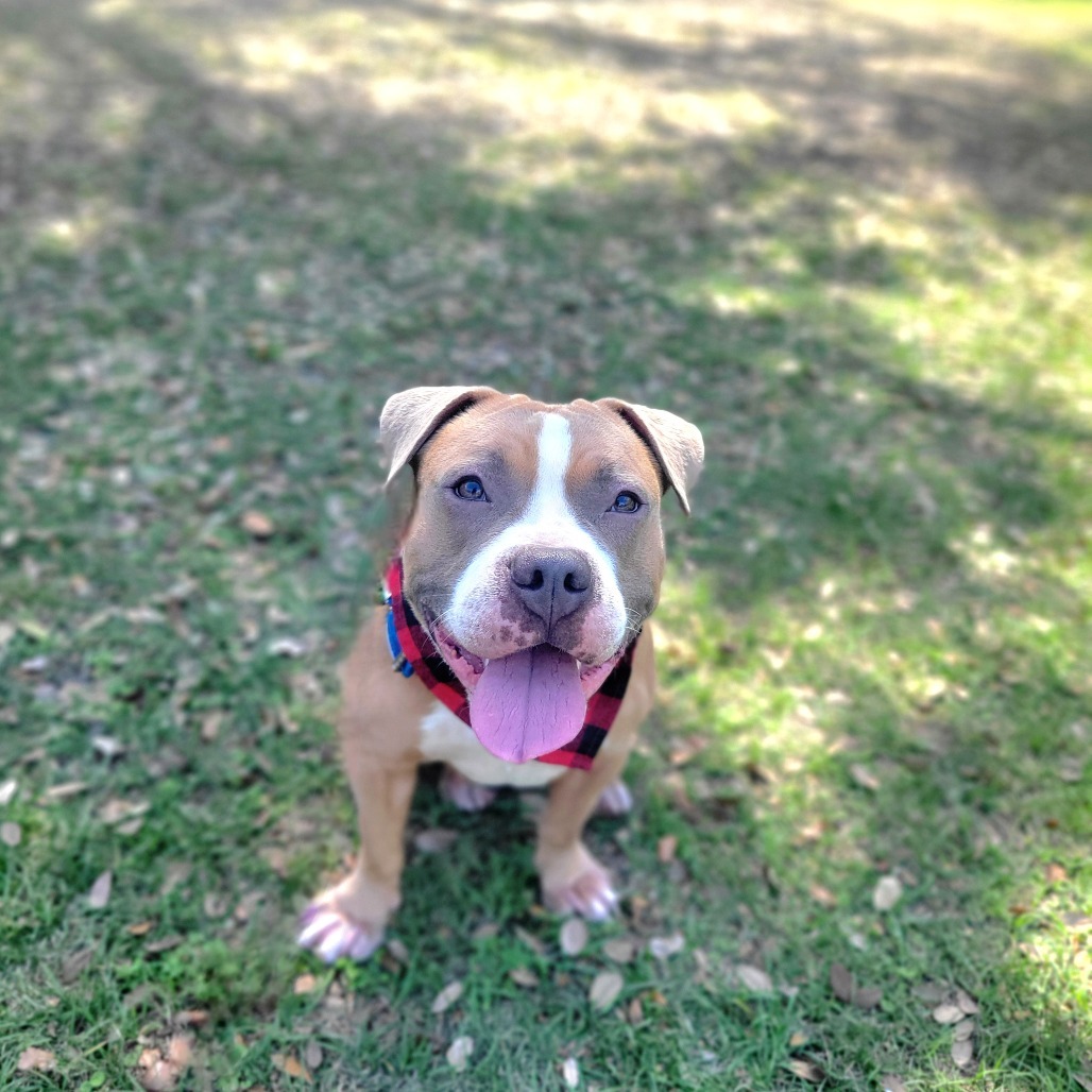 Benji