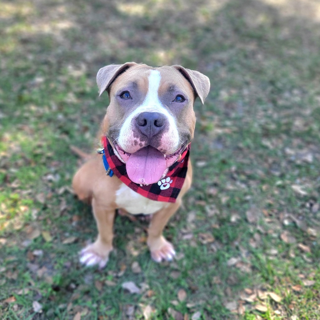 Benji