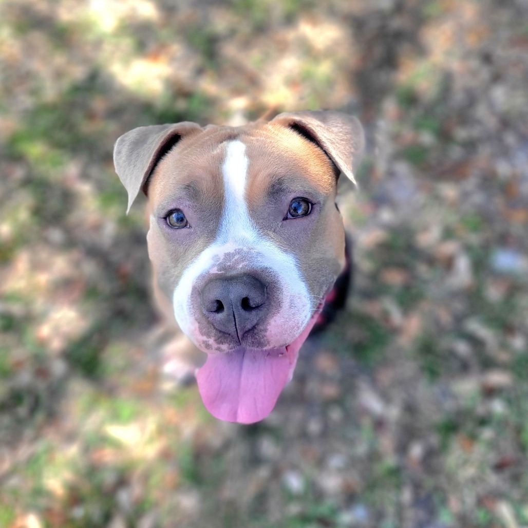 Benji