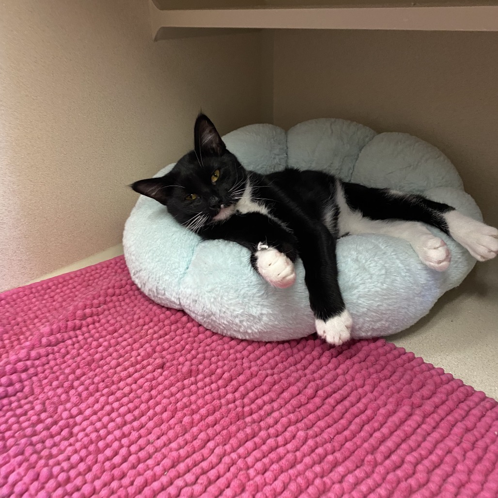 Rogue, an adoptable Domestic Short Hair in Pagosa Springs, CO, 81147 | Photo Image 1