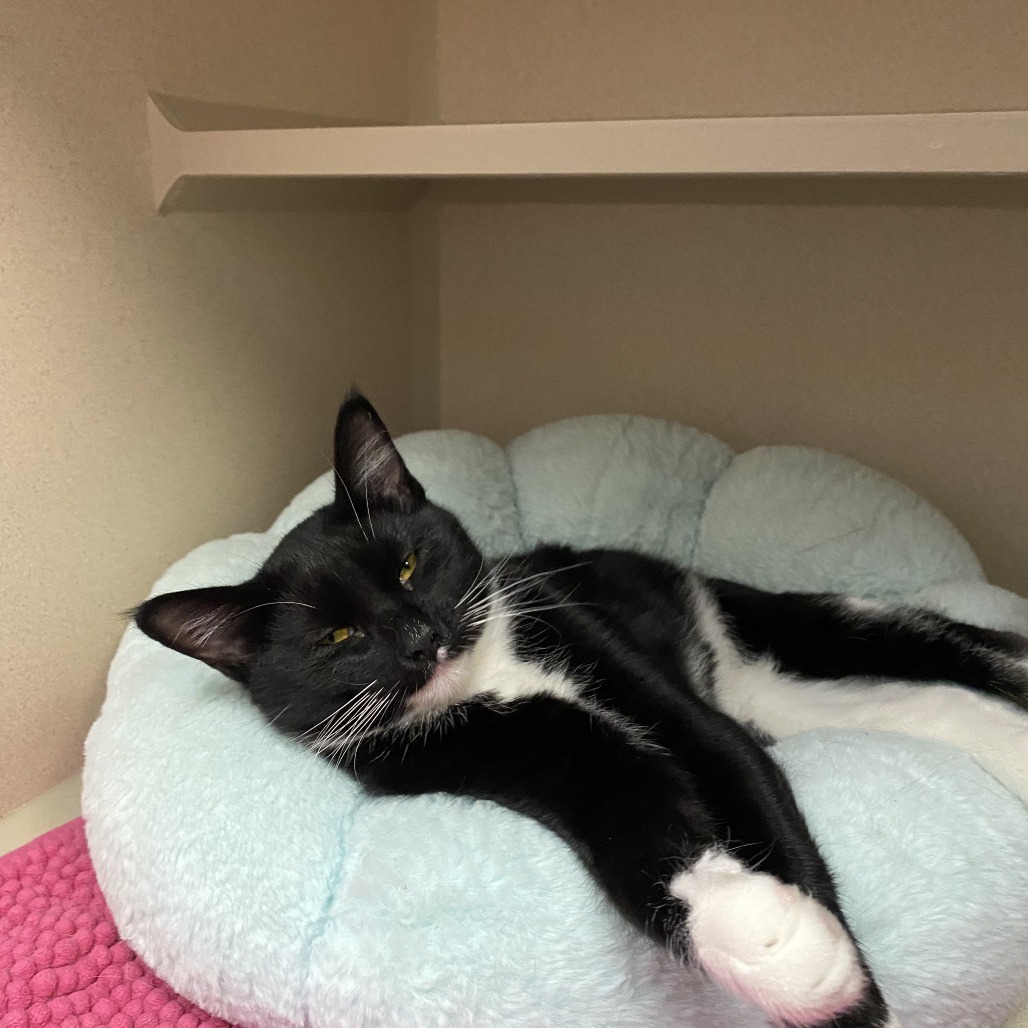 Rogue, an adoptable Domestic Short Hair in Pagosa Springs, CO, 81147 | Photo Image 2