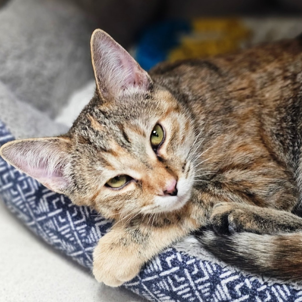 Annabeth, an adoptable Domestic Short Hair in Pagosa Springs, CO, 81147 | Photo Image 1