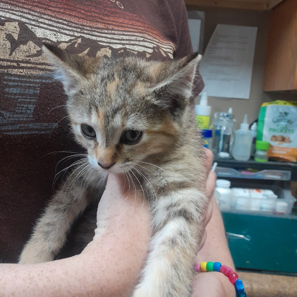 Annabeth, an adoptable Domestic Short Hair in Pagosa Springs, CO, 81147 | Photo Image 2