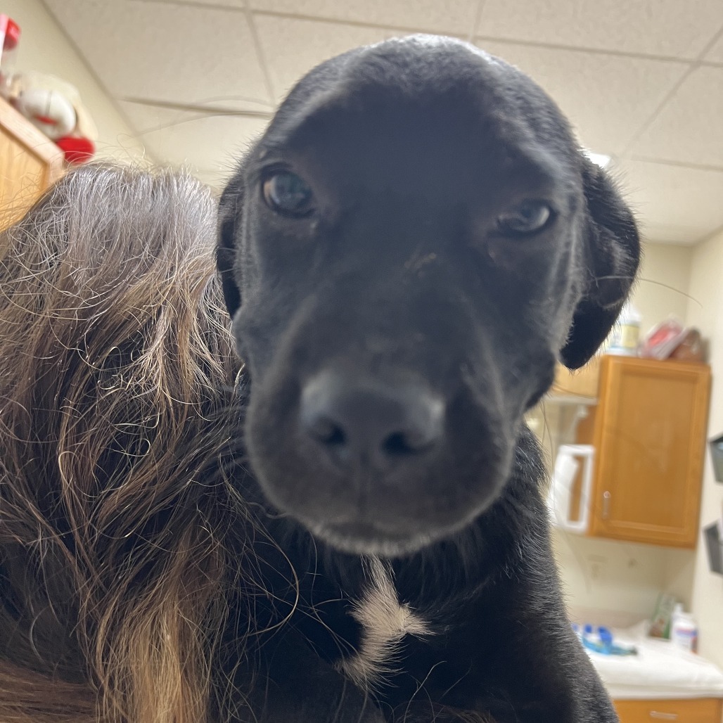 Piper
