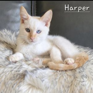Harper, Baby Female unknown
