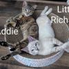 Little Richard photo 6
