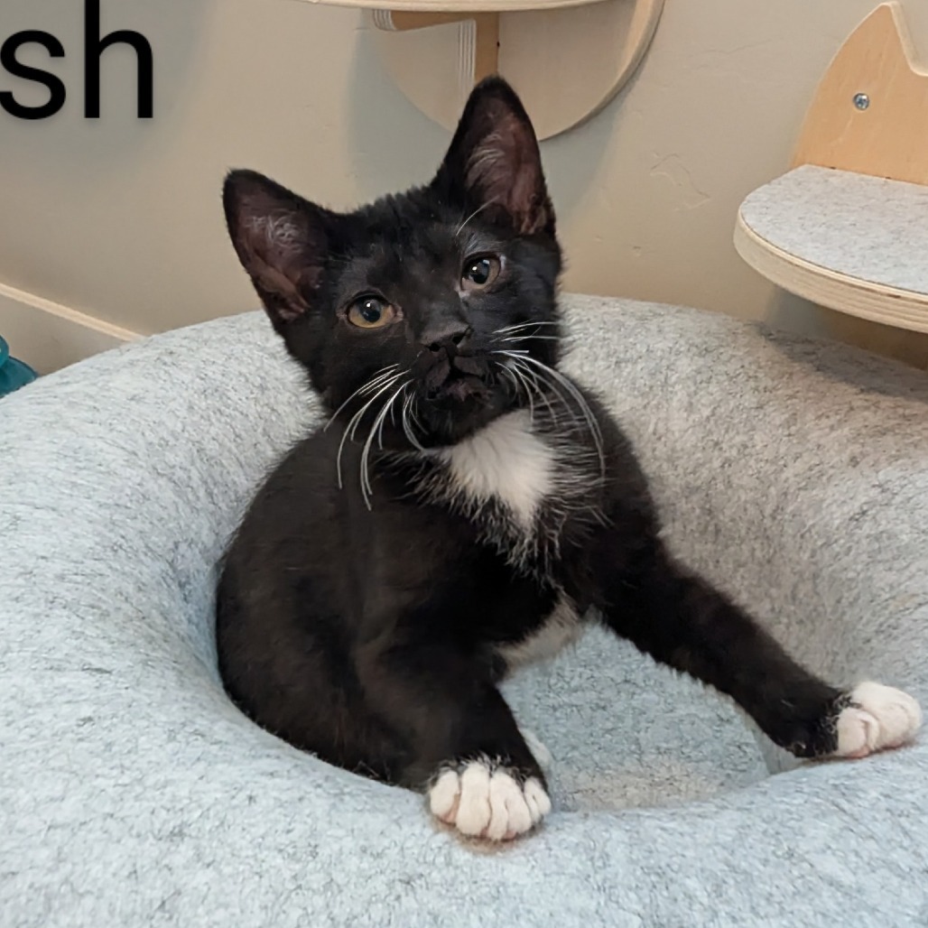 Cash