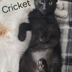 Cricket, Baby Male unknown