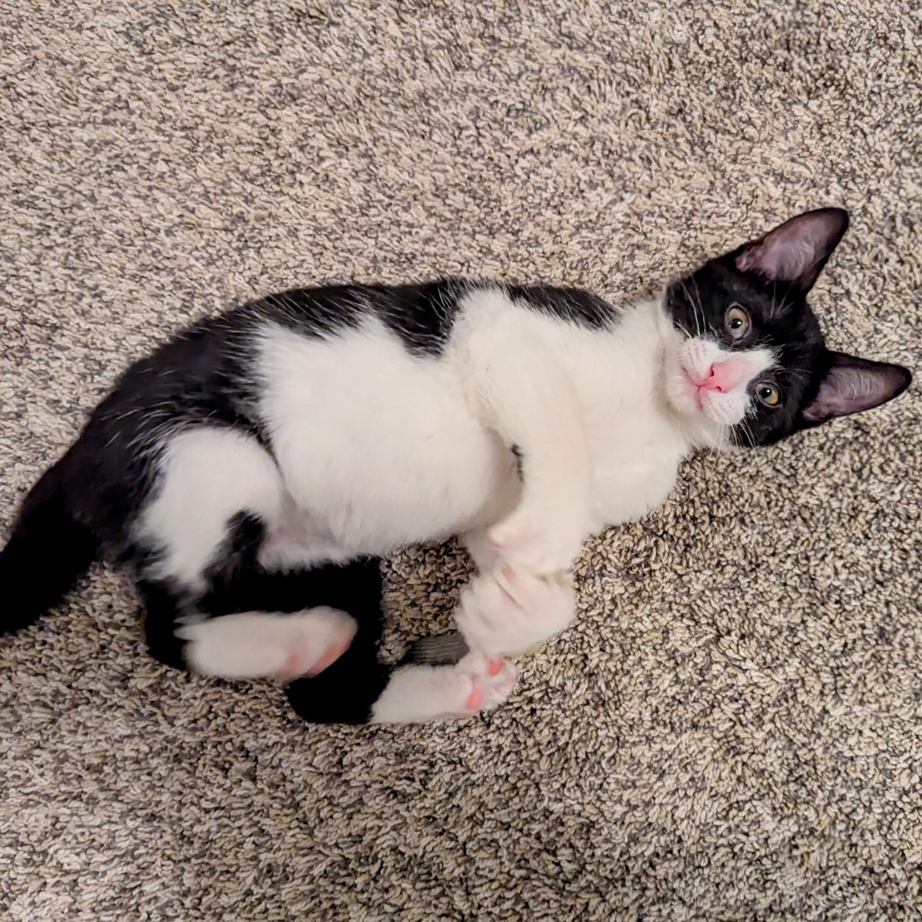 Cooper
