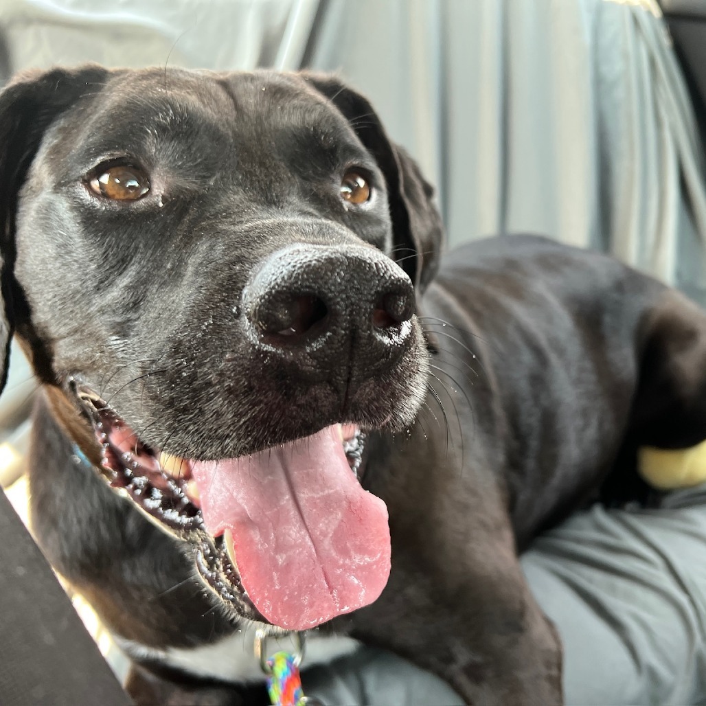 Rufus