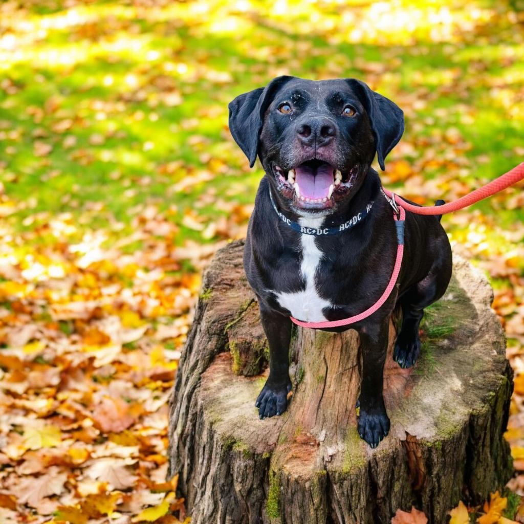 Rufus