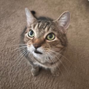 Callie - Home to Home, Adult Female unknown