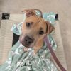 Mindy photo 3
