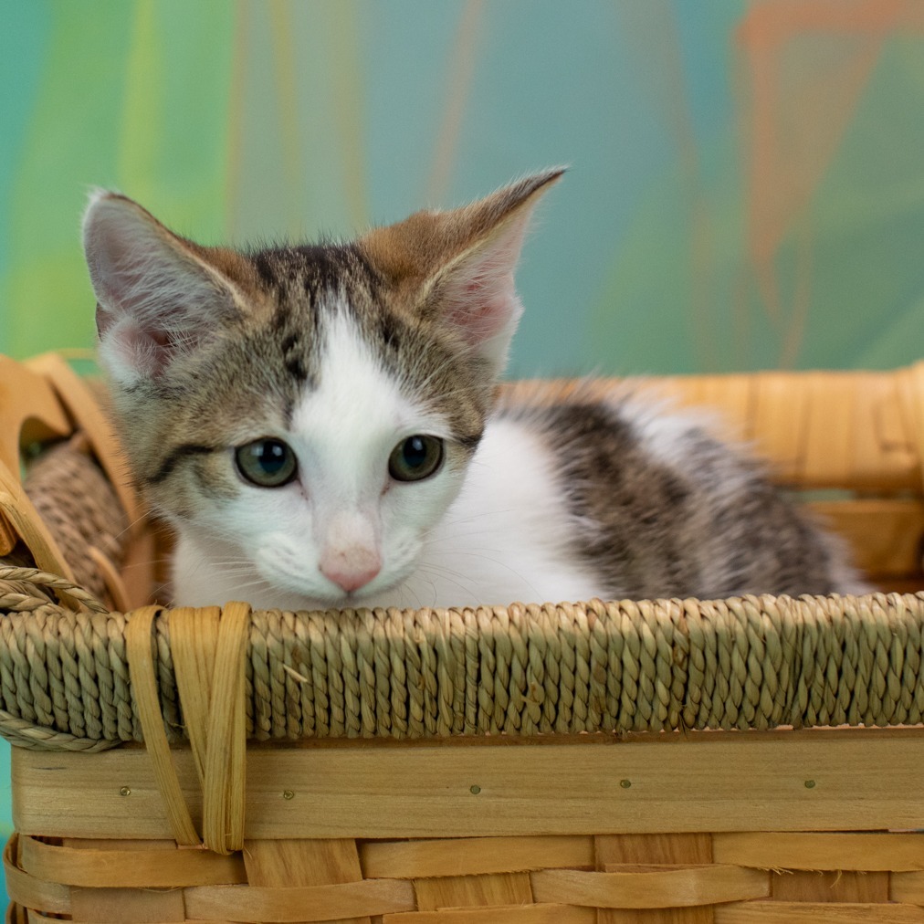 Meowser-C