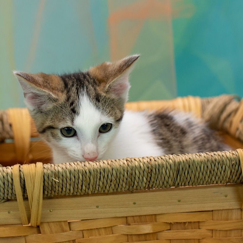 Meowser-C