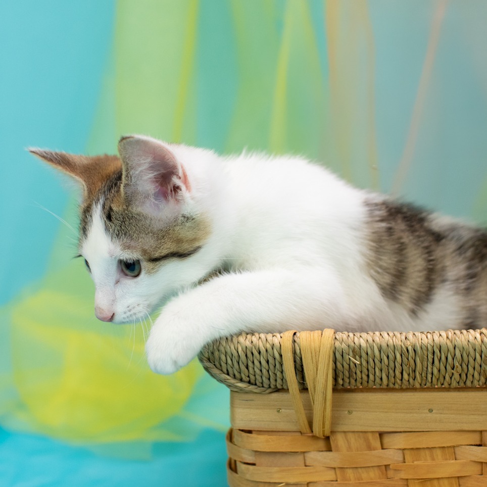 Meowser-C