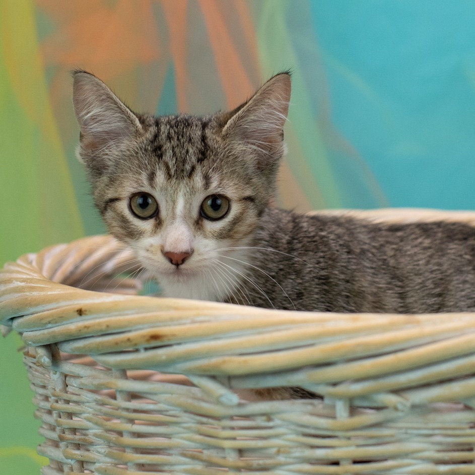 Catticus-C