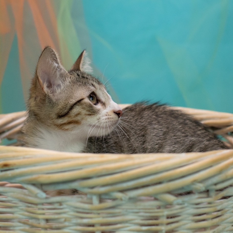 Catticus-C