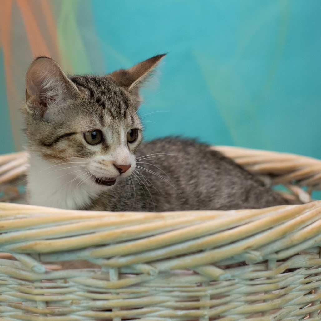 Catticus-C