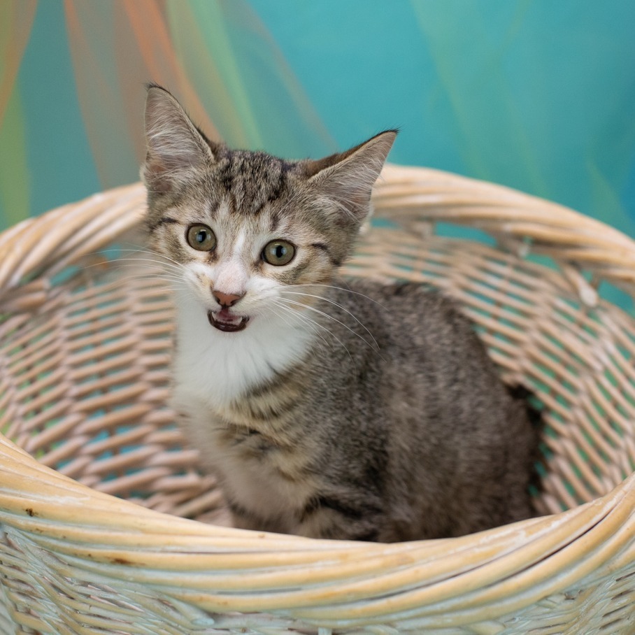 Catticus-C