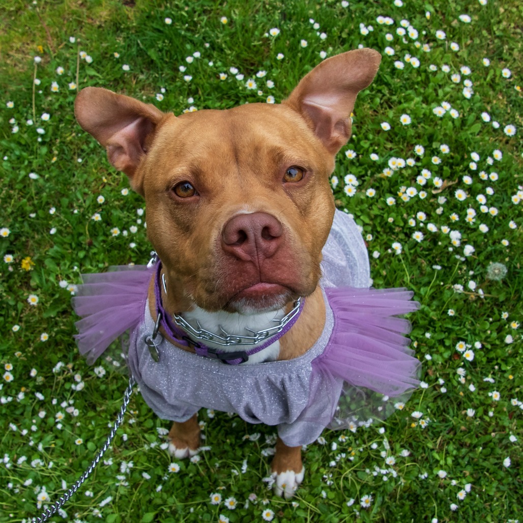 Adopt Electra