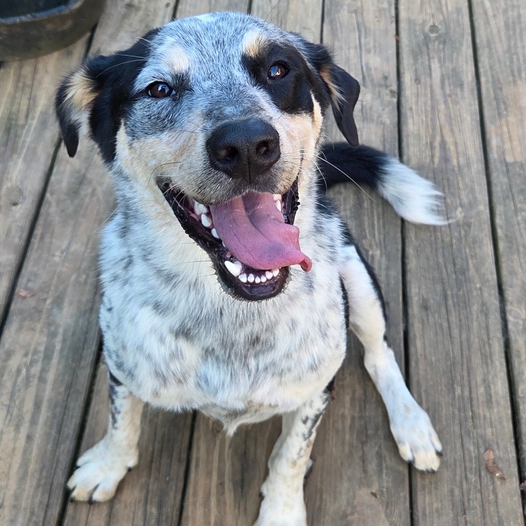 Bluey Atchley