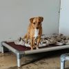 Peanut photo 2