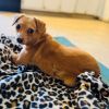 Peanut photo 4