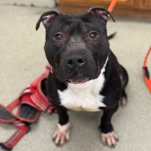 Bullet, Senior Male unknown